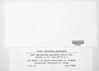 Microstroma album image